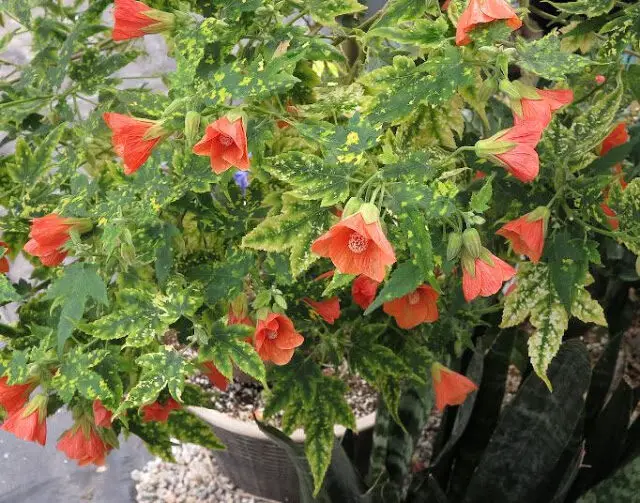 Abutilon PIctum ‘Thompsonii’ Malvaceae FLOWER PHOTOS