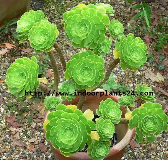 AEONIUM ARBOREUM ATROPURPUREUM Plant PHOTO