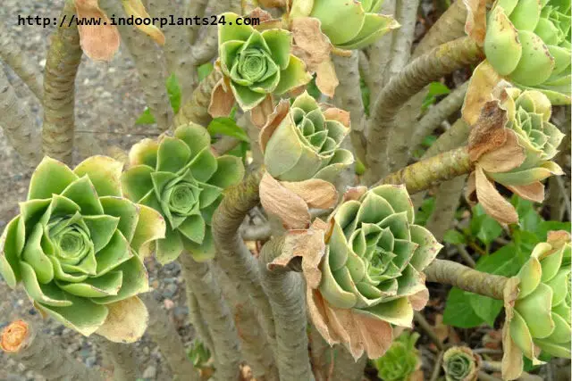 AEONIUM ARBOREUM ATROPURPUREUM Plant PICTURES