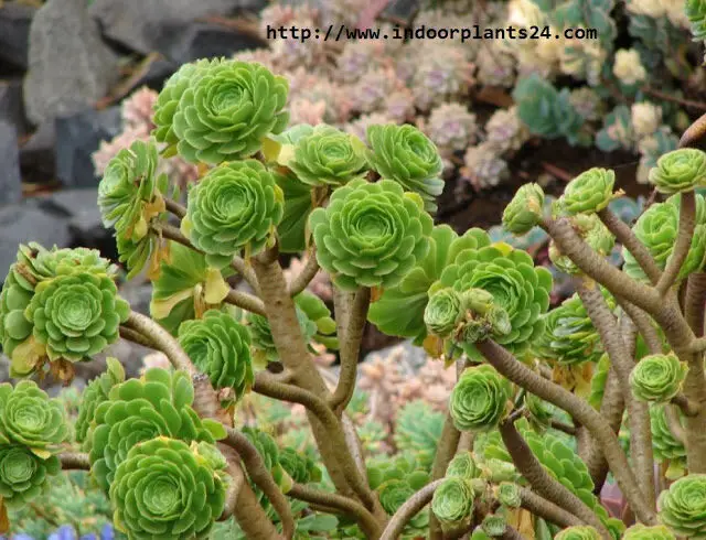 AEONIUM ARBOREUM ATROPURPUREUM Plant PHOTO