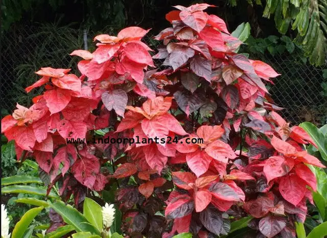 Acalypha Wilkesiana Euphorbiaceae COPPER LEAF Plants 