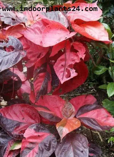 Acalypha Wilkesiana plants pics