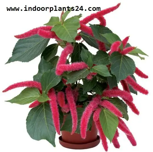 Acalypha hispida - Cat's Tail plants photos