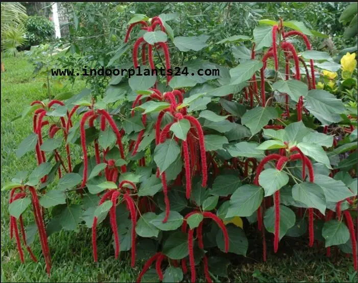 Acalypha hispida - Cat's Tail plants