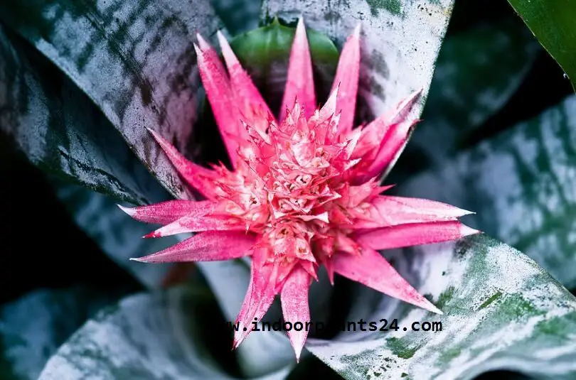 Aechmea FASCIATA plant photo