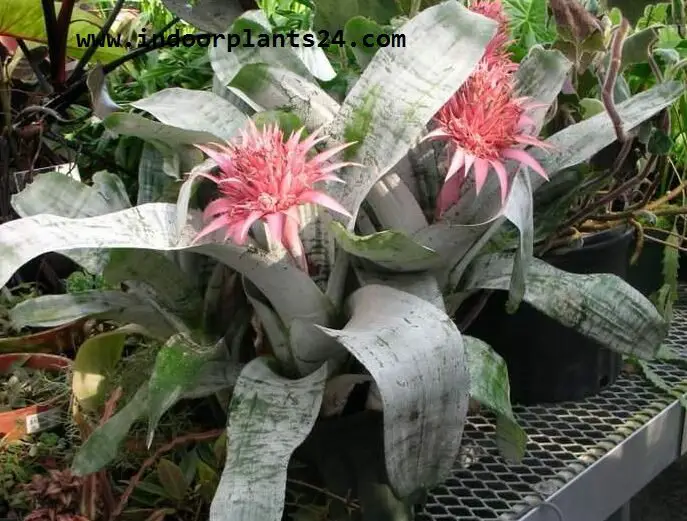 Aechmea FASCIATA plant pictures