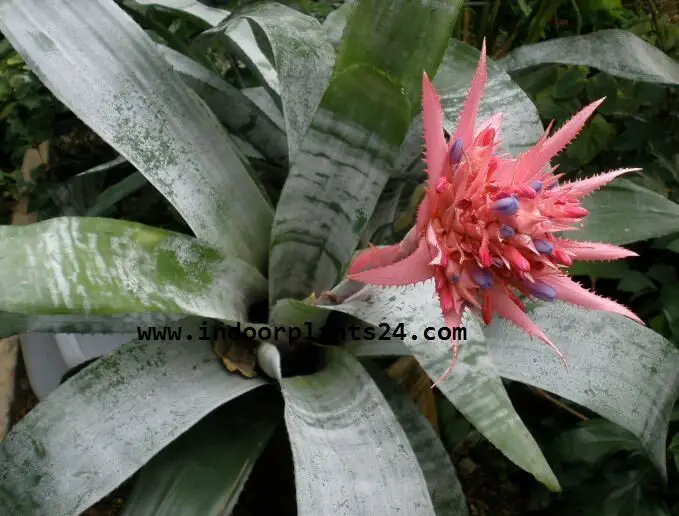 Aechmea FASCIATA plant image