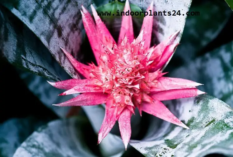 Aechmea FASCIATA Billbergia rhodocyanea Bromeliaceae 