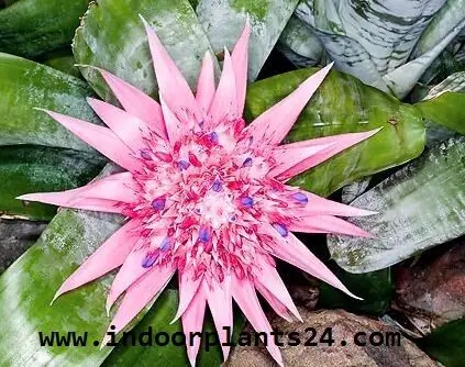 aechmea2bfasciata2bplants-9529491