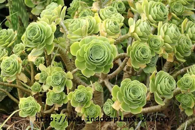 AEONIUM ARBOREUM ATROPURPUREUM Plant 