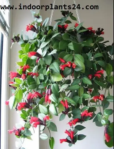 How to care for a hanging lipstick plant