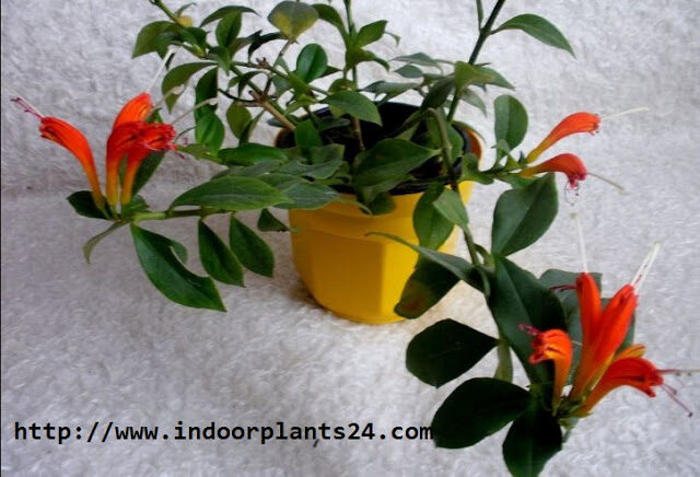 aeschynanthus2blobbianus2bgesneriaceae2bindoor2bplants-2760074