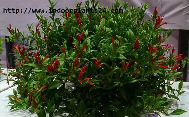 Aeschynanthus lobbianus Gesneriaceae indoor plant picture