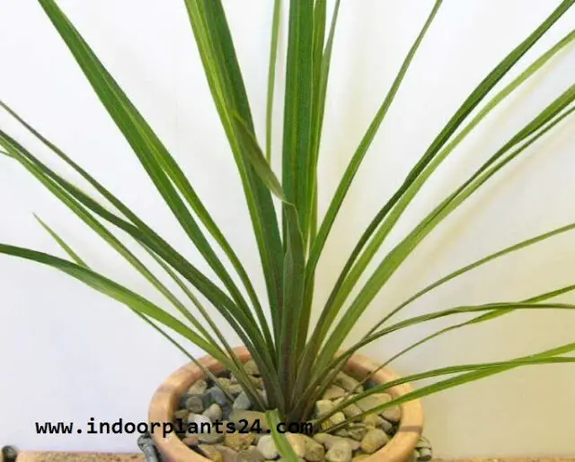 CORDYLINE AUSTRALIS indoor plant