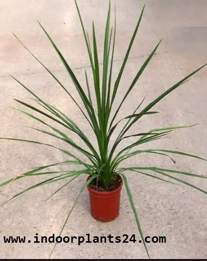 CORDYLINE AUSTRALIS indoor plant pic