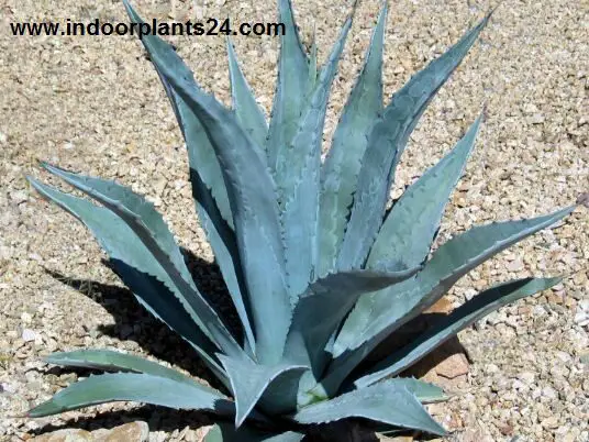 agave americana plant