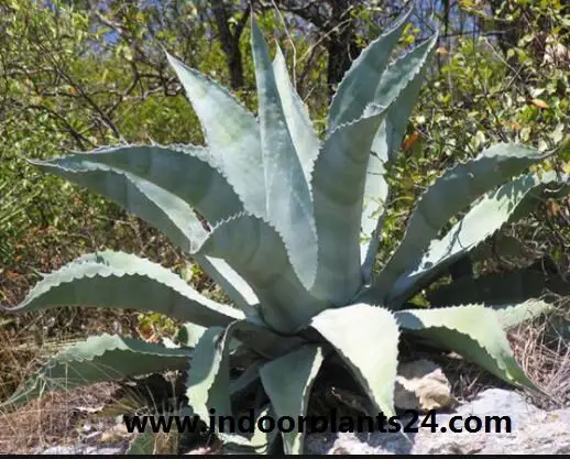 agave americana mediopicta alba