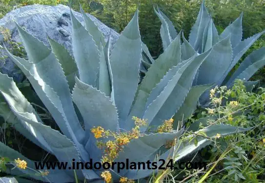 Agave americana Variegata century plant 