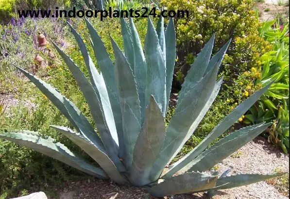 agave americana variegata mediopicta alba