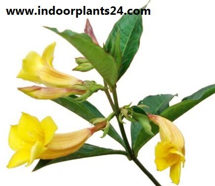 Allamanda cathartica