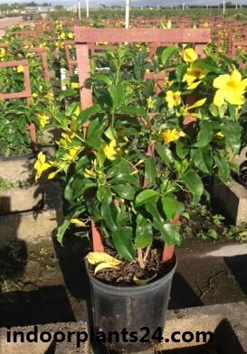 Allamanda cathartica plant flower image