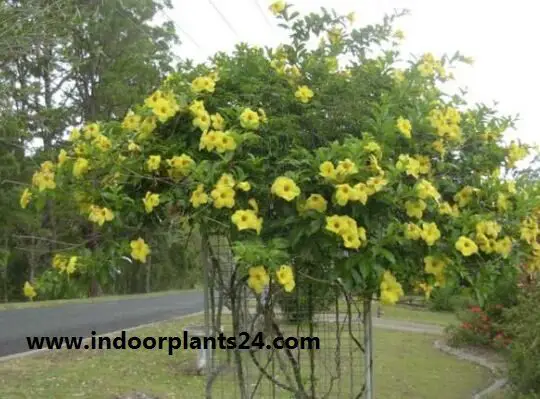 Allamanda cathartica indoor house plant image