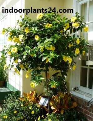 Allamanda cathartica indoor house plant