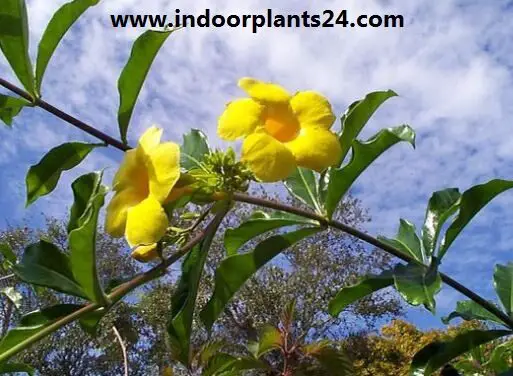 Allamanda cathartica indoor house plant photo