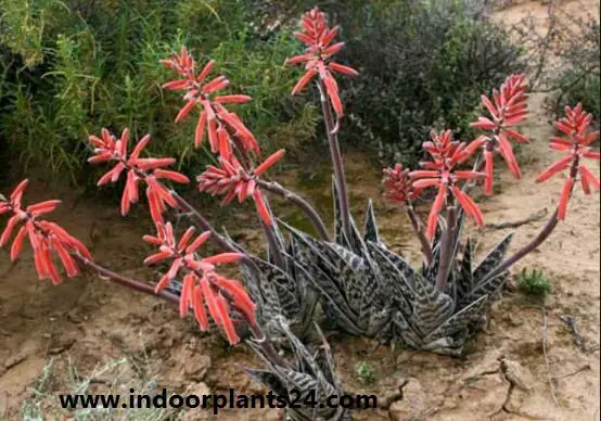 Aloe variegata