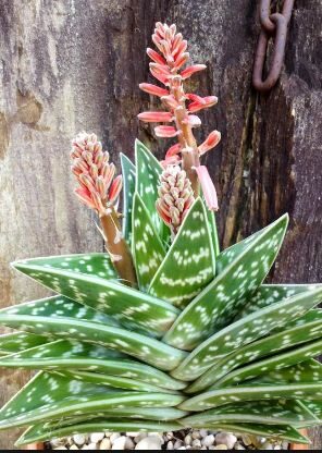 Aloe variegata indoor house plant image