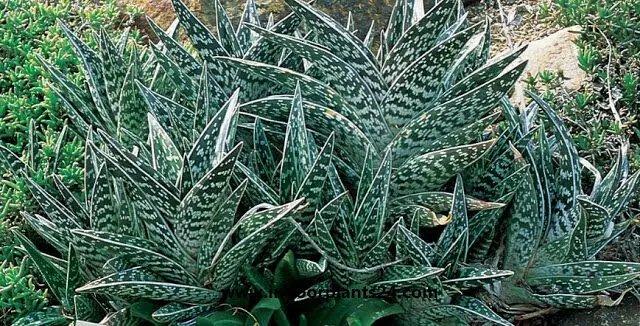 Aloe, Partridge Breast Aloe, Tiger Aloe Aloe variegata image