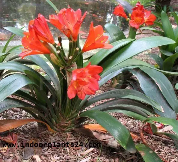 Clivm Miniata Amaryllidaceae ELIVIA Plant