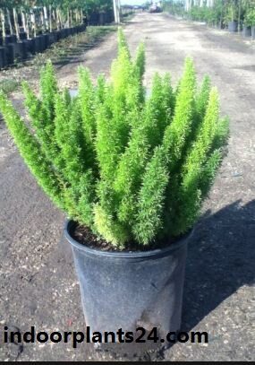 Asparagus densiflorus indoor house plant photo