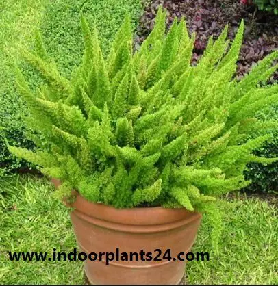 asparagus2bdensiflorus2bindoor2bplant-7812666