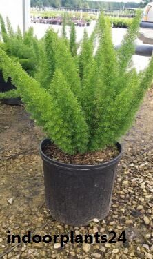 Asparagus densiflorus indoor house plant