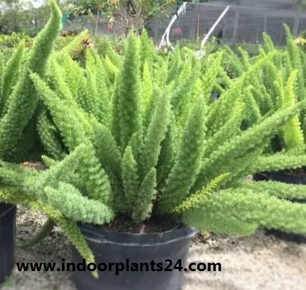 Asparagus densiflorus indoor house plant image