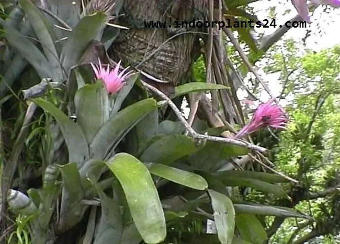 Aechmea FASCIATA Billbergia rhodocyanea Bromeliaceae image