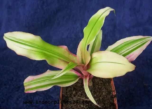 Cryptanthus Acaulis Bromeliaceae indoor house plant photo