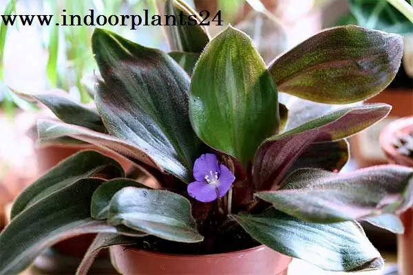 Brown Spiderwort Siderasis Fuscata indoor plant image