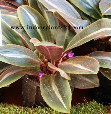 Brown Spiderwort Siderasis Fuscata indoor plant