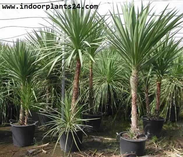 Agavaceae CABBAGE TREE