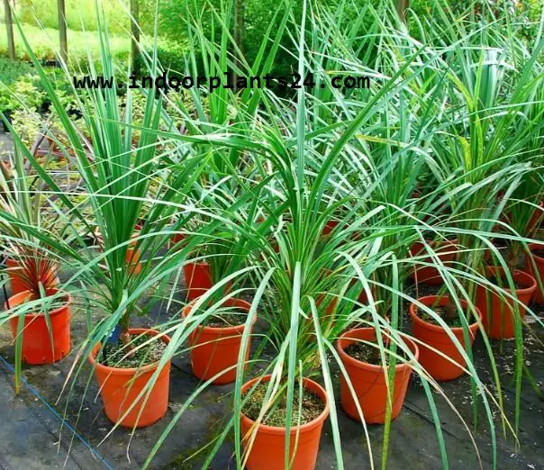 Agavaceae CABBAGE TREE photo