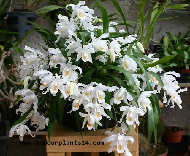 COELOGYNE CRISTATA indoor house plant image