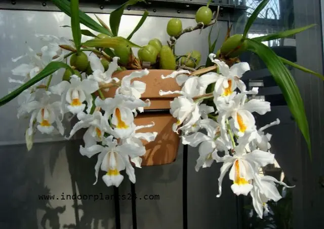 COELOGYNE CRISTATA