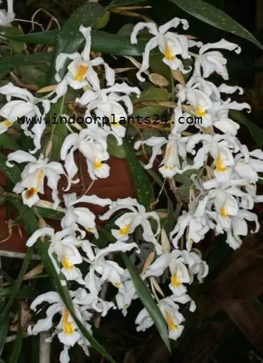 coelogyne2bcristata2b2bplant-8166430