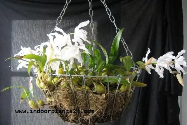 COELOGYNE CRISTATA indoor house plant photo