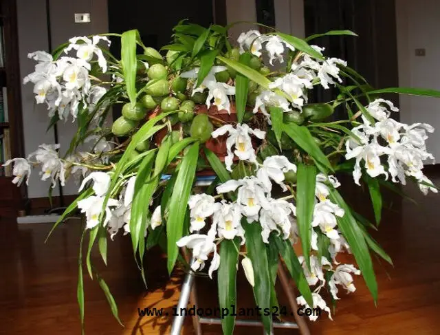 COELOGYNE CRISTATA plant