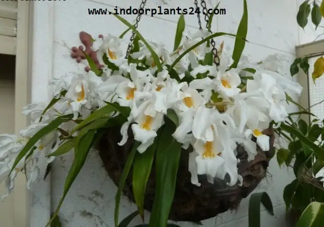 COELOGYNE CRISTATA indoor plant