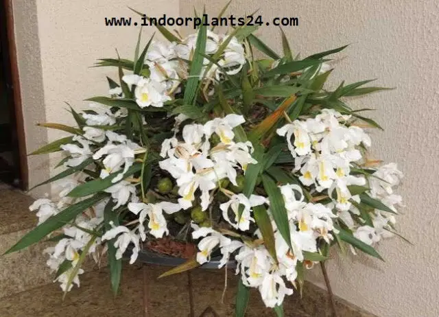 COELOGYNE CRISTATA indoor house plant