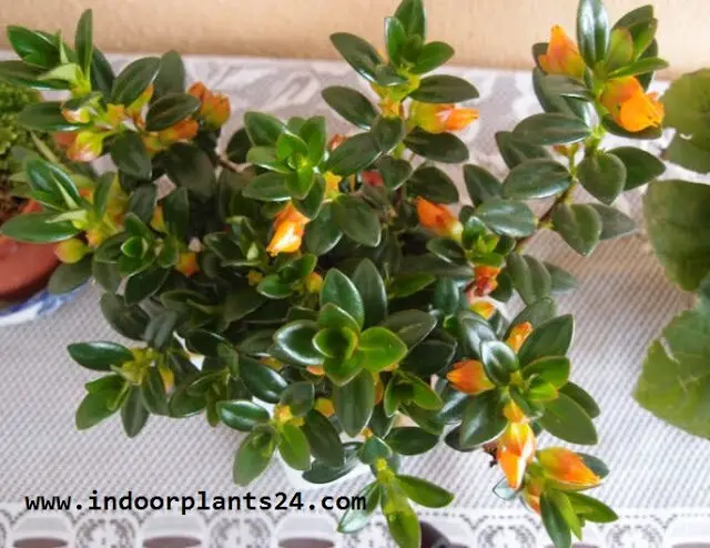 Nematanthus GOLDFISH PLANT COLUMNEA X BANKSII